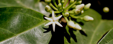 Muira puama (Ptychopetalum olacoides)